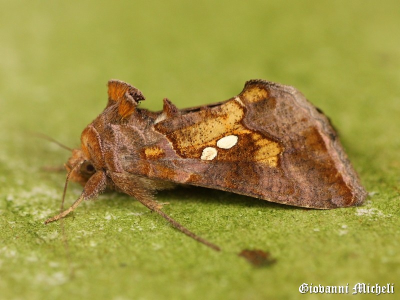 Chrysodeixis chalcites